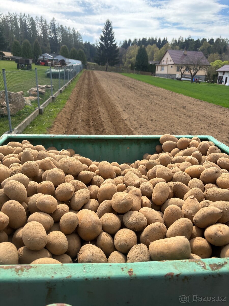 Sadbové brambory Antonie - 4