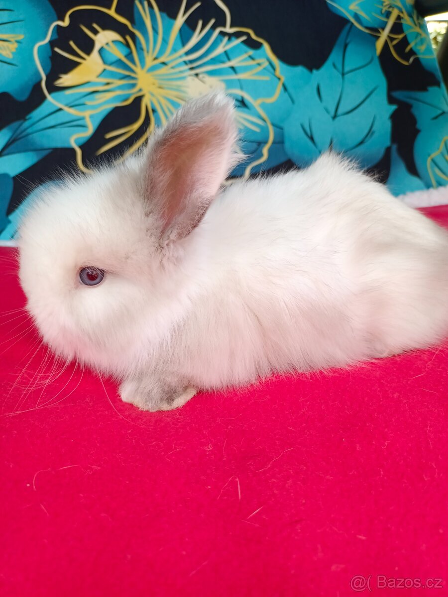 Anglická angora - 4