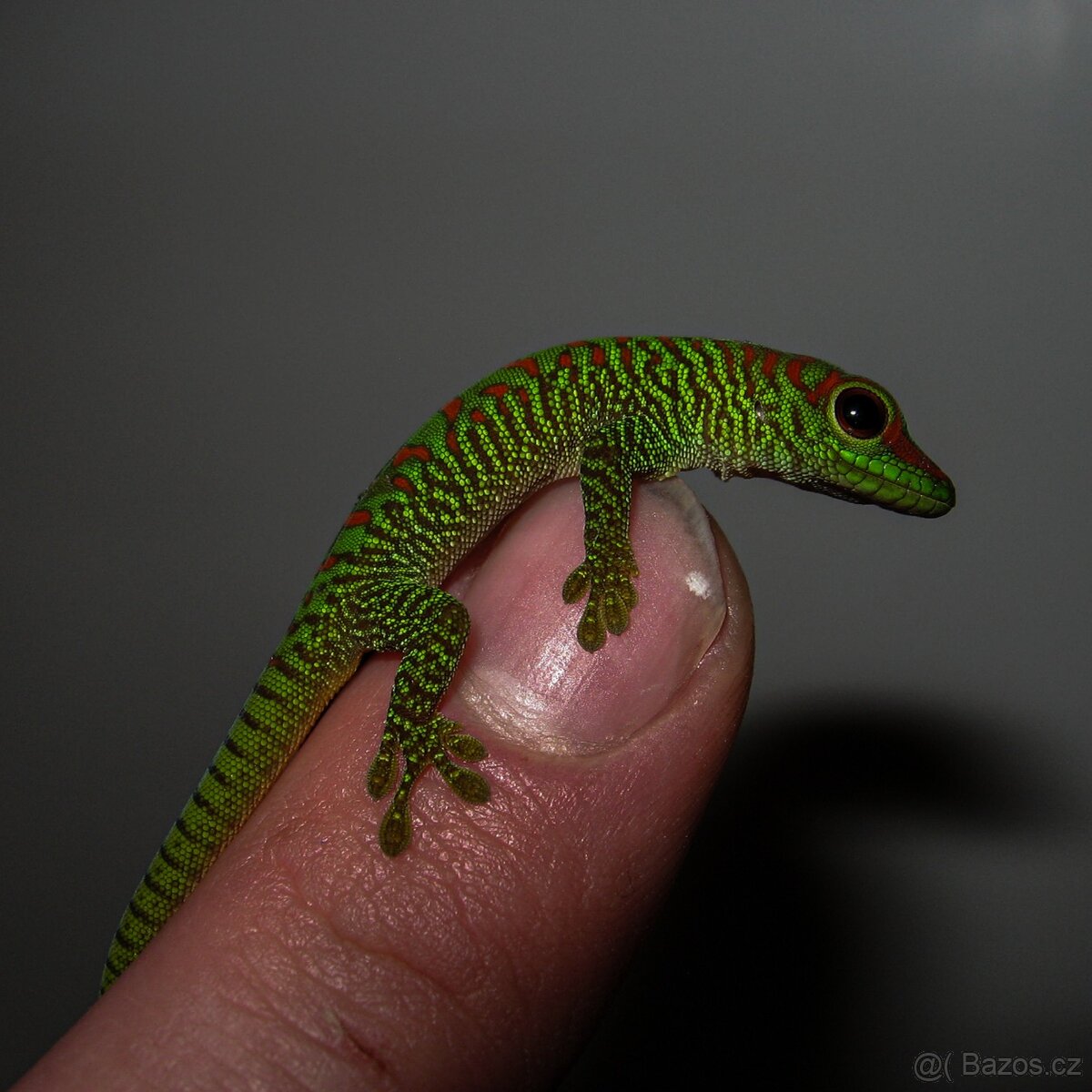 Felsuma madagaskarská grandis - 4