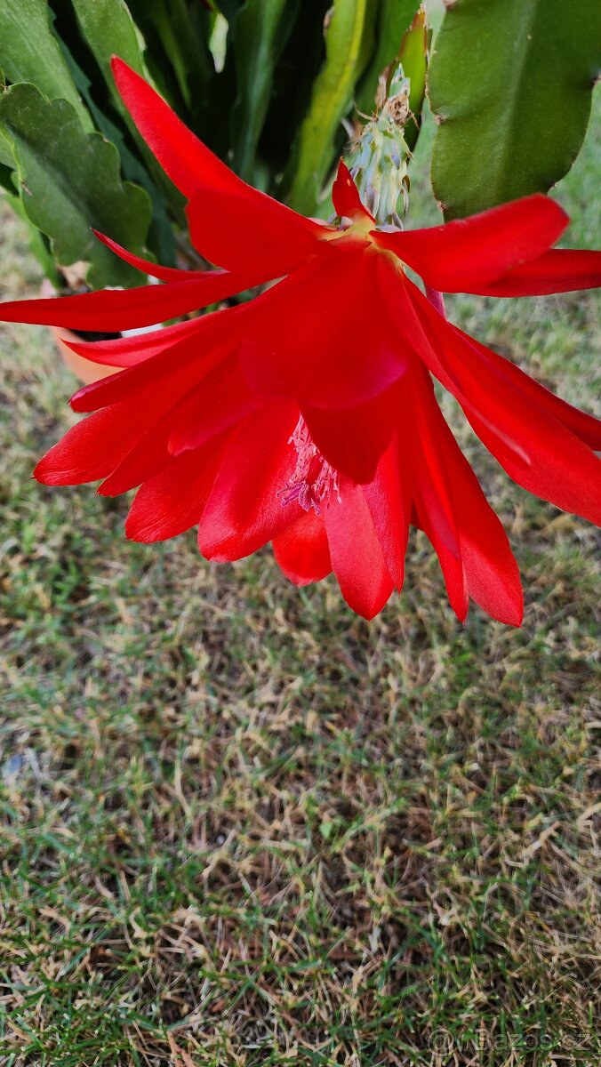 Prodám fylokaktusy - 4