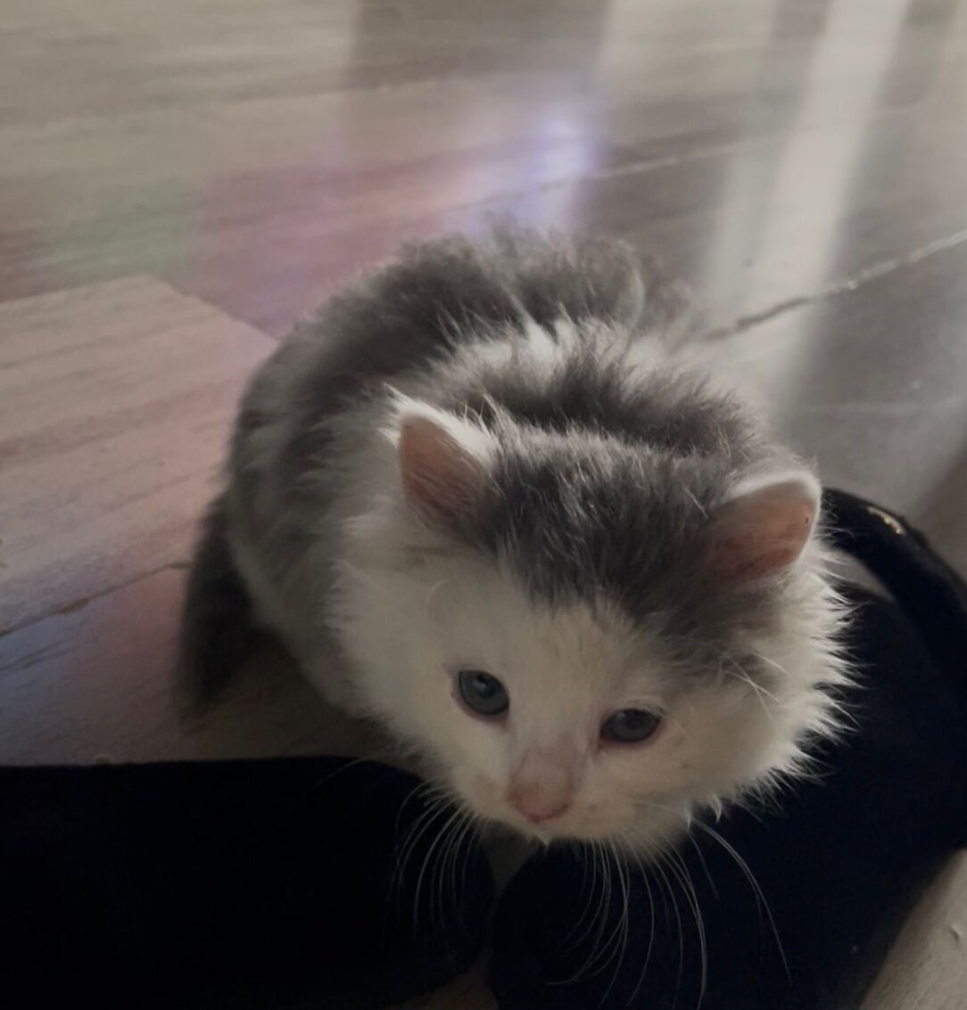 Ragdoll koťátko - 4