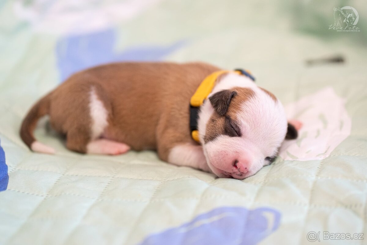 Americký stafordširský teriér s PP - 4