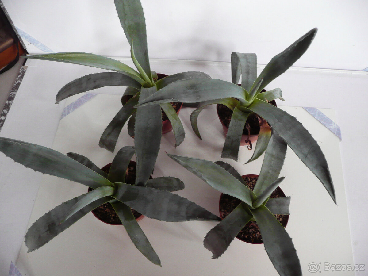 Agave americana - 4