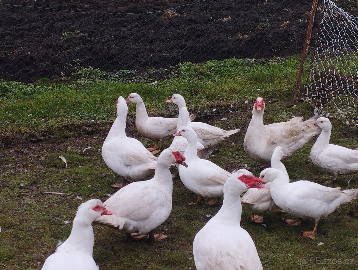 Kachna pižmová - 4