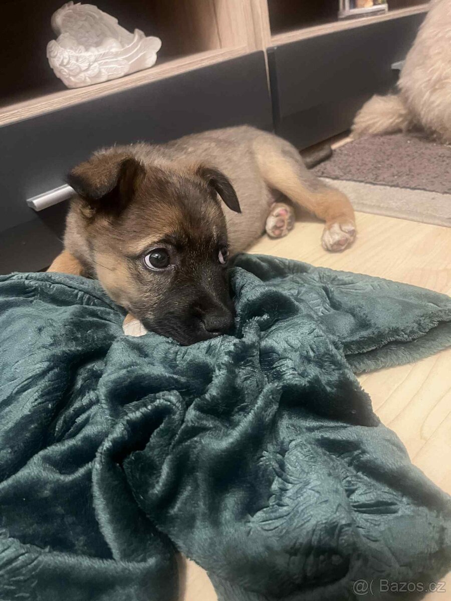 Pejsek Stromeček - 4