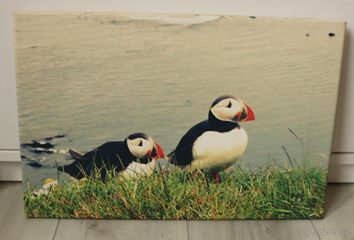 Foto obrazy na plátně - 4