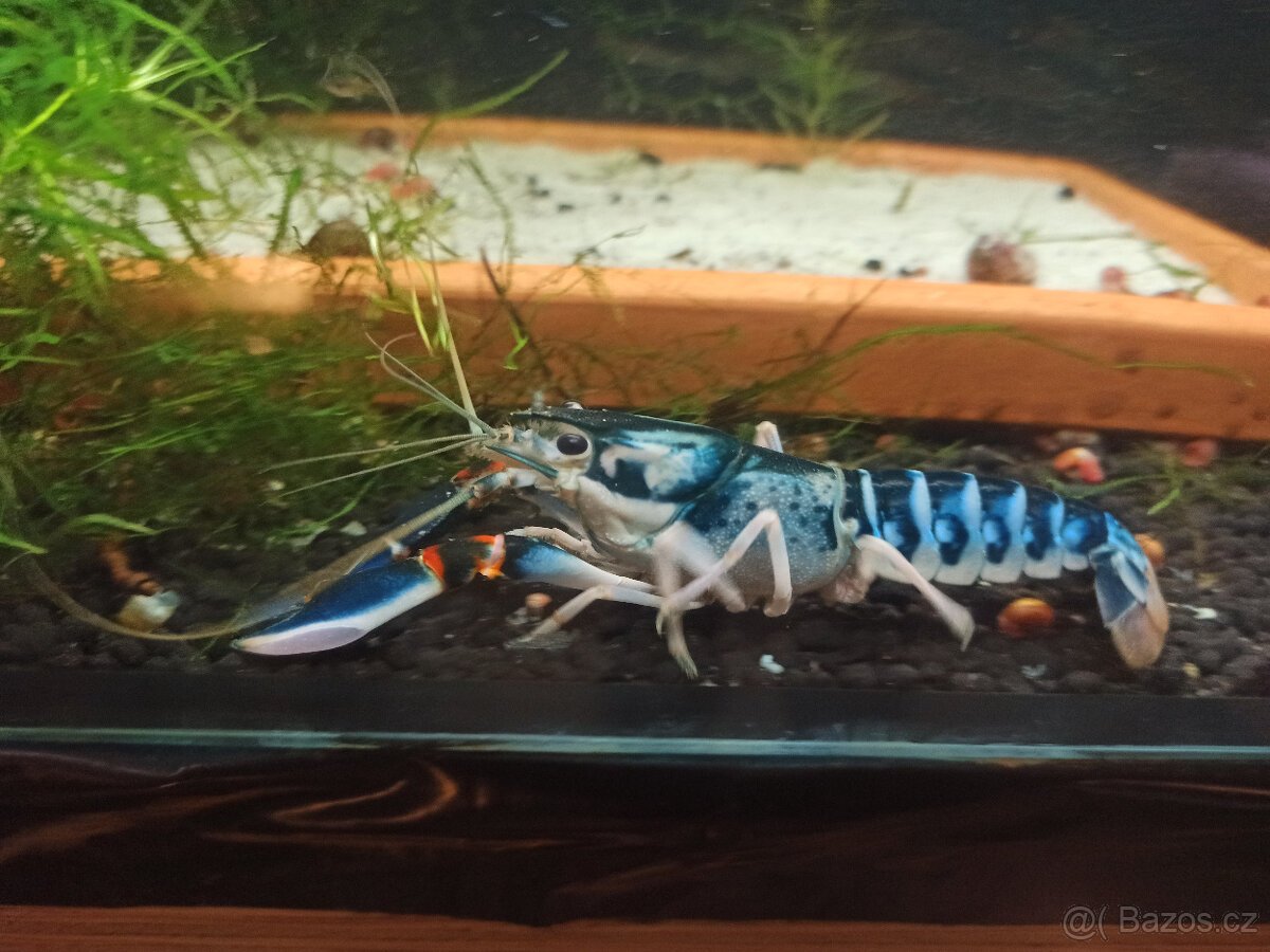 Cherax Peacock - 4