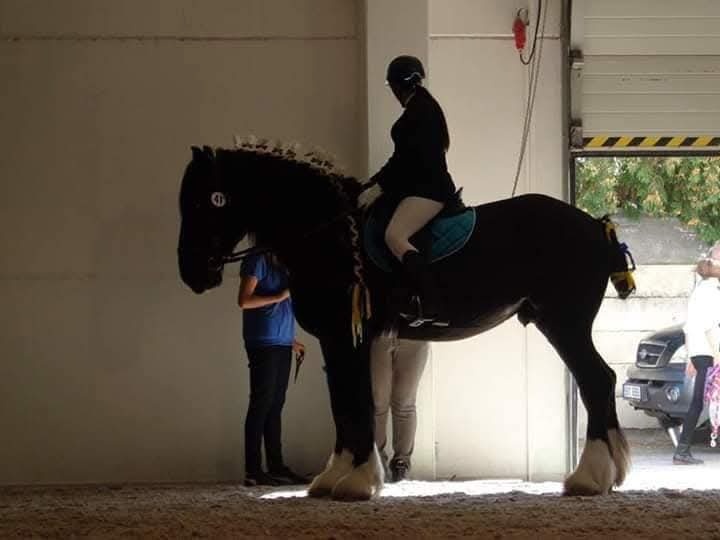 Shire horse hřebec - 4