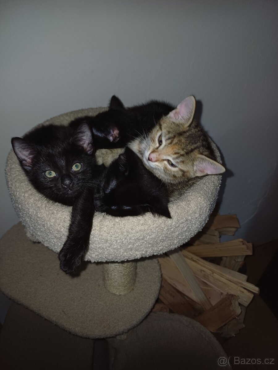 Daruji koťátko - 4