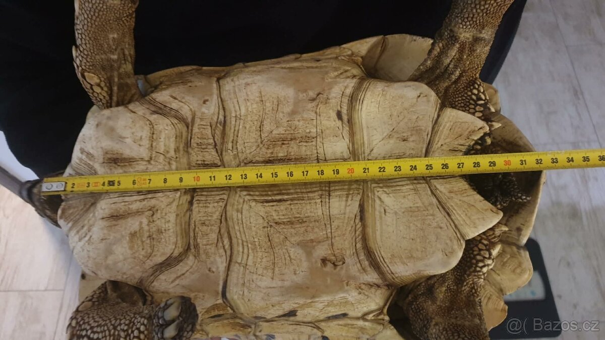 Suchozemské pardálí želvy - 4