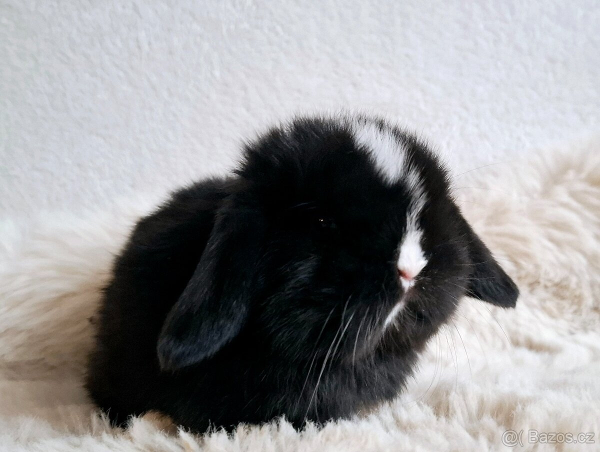 🩵Luxusní mazlíčci minilop 🩷 - 4