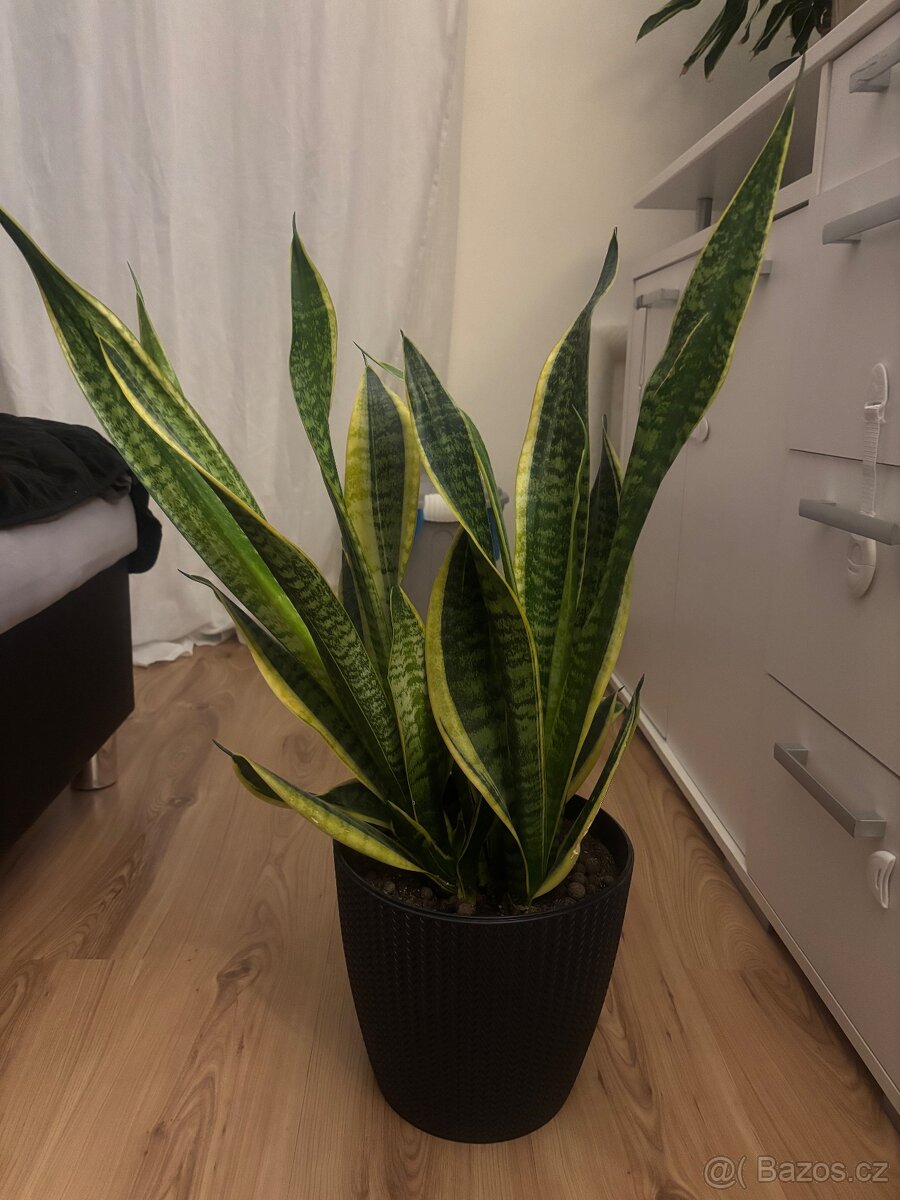 Pokojové rostliny - 4