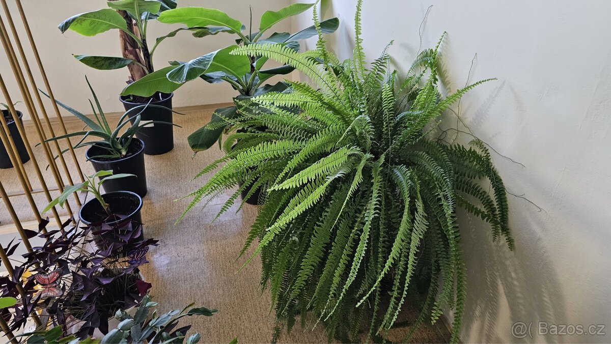 Prodej Banánovníků, Kapradí a Aloe Vera - 4