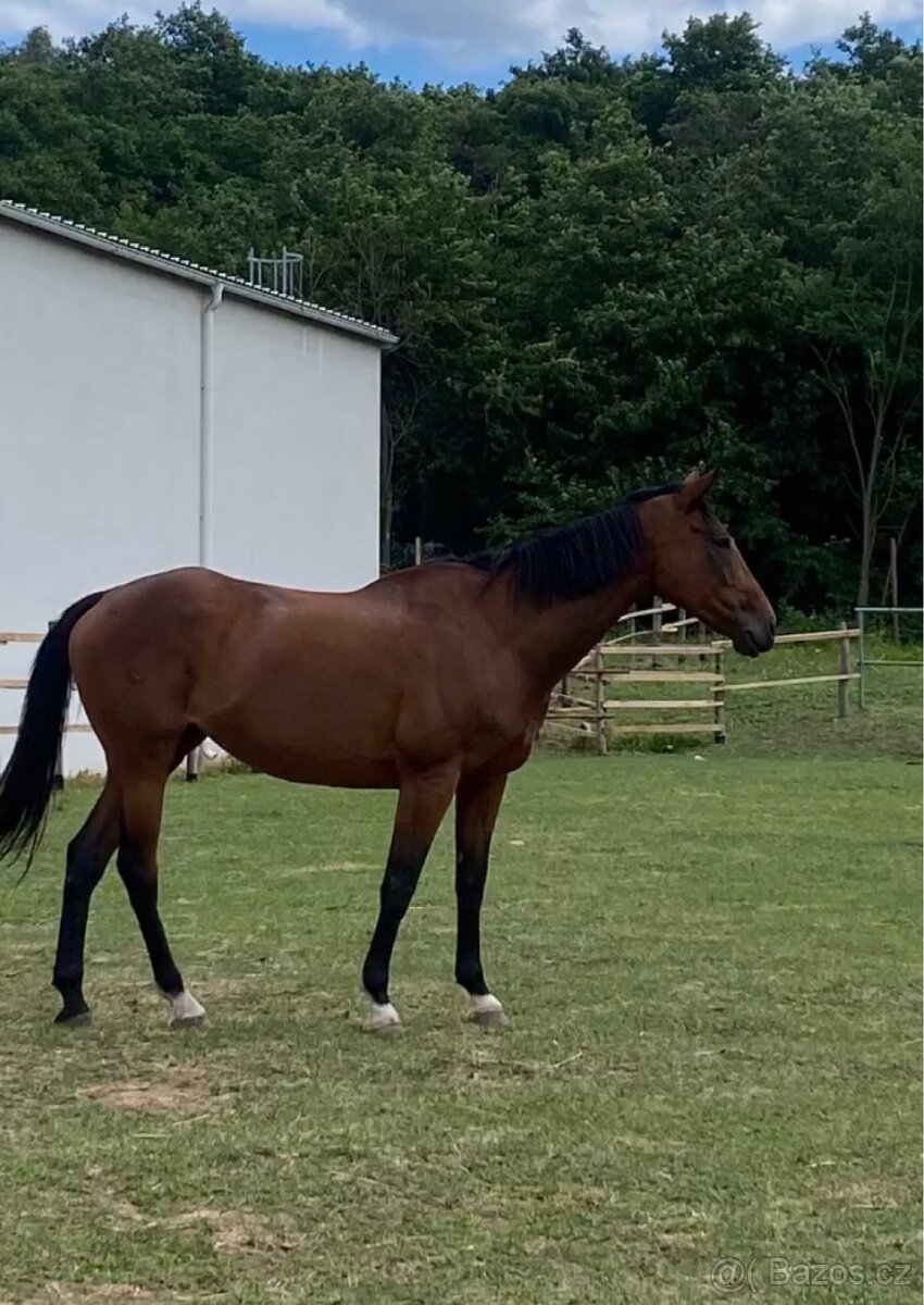 Pronájem koně - 4