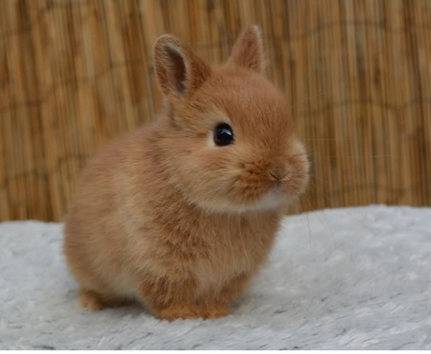 Zakrslí králíčci, odběr těsně před Vánocemi - 4