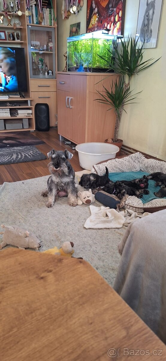 Knírač malý pepř a sůl s PP - 4