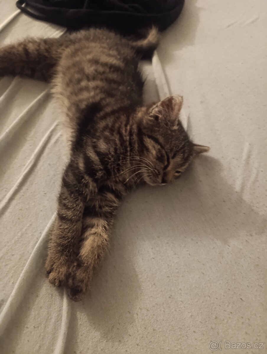 Daruji kotě - 4