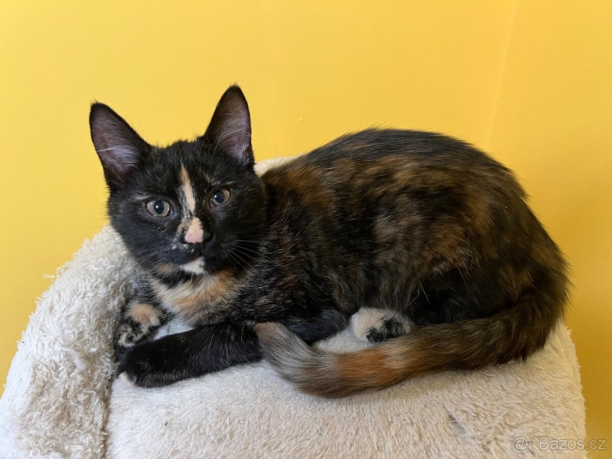Mainská křížená koťátka - 4