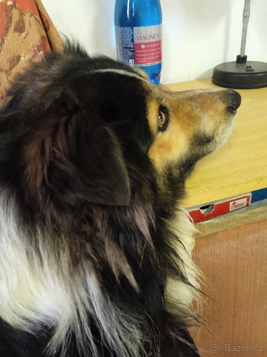 pejsek Border kolie ke krytí - 4