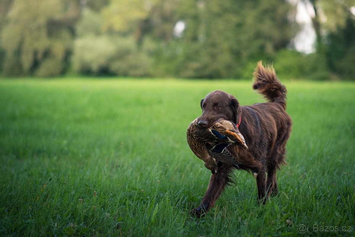 Flat coated retriever - nabídka krytí - 4