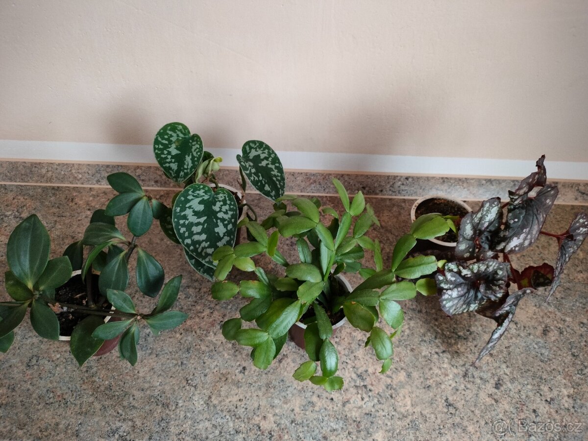 Rezervováno. Kytičky naší babičky 1, - 4