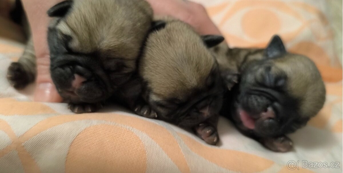 Mops s průkazem původu - 4