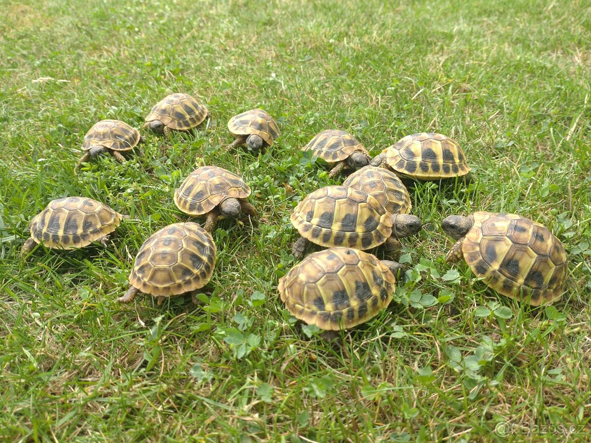 Želva zelenavá - 4