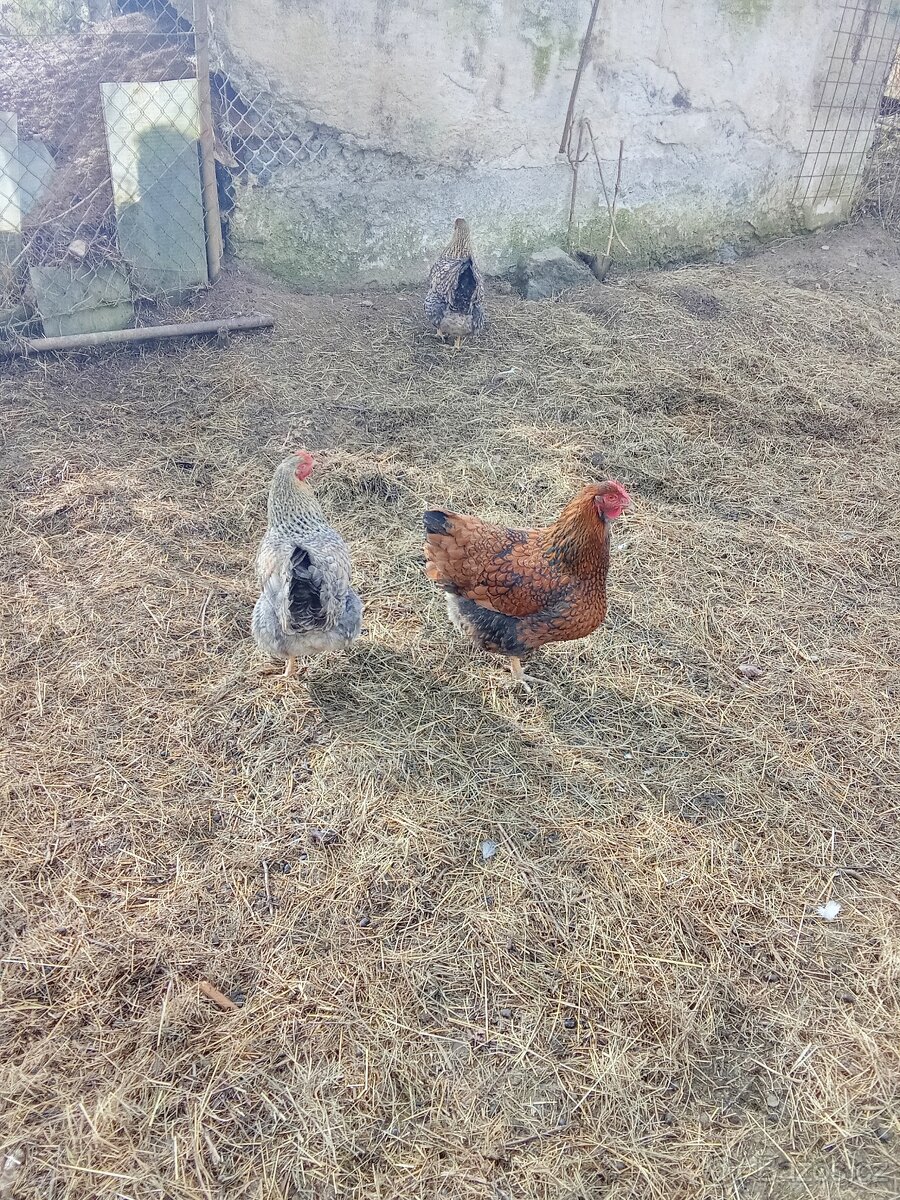 Vejce do líhně - 4