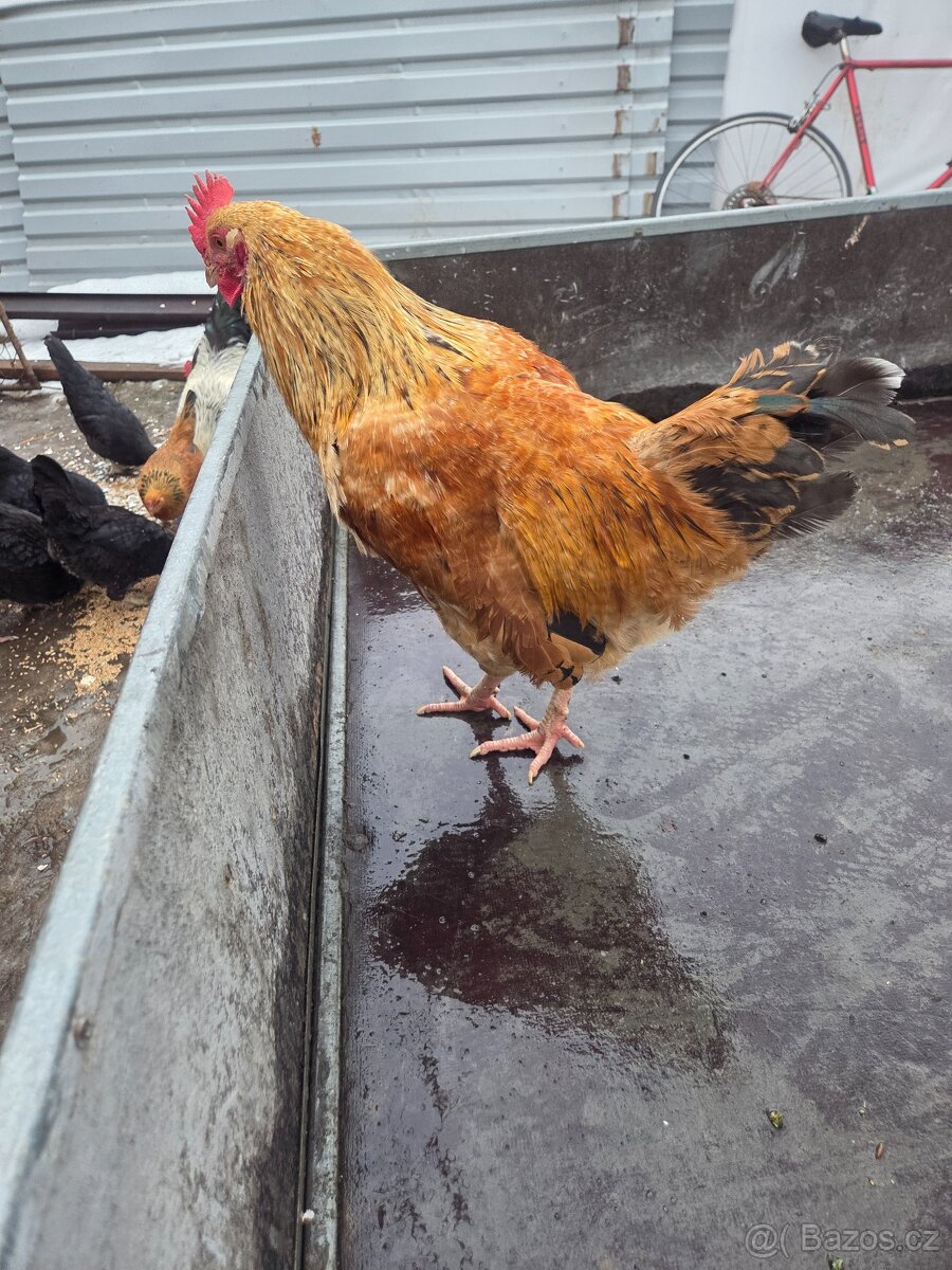 Kohout - 4