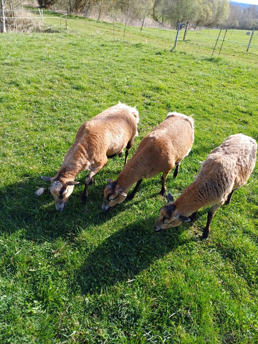 Ovce Kamerunská - 4