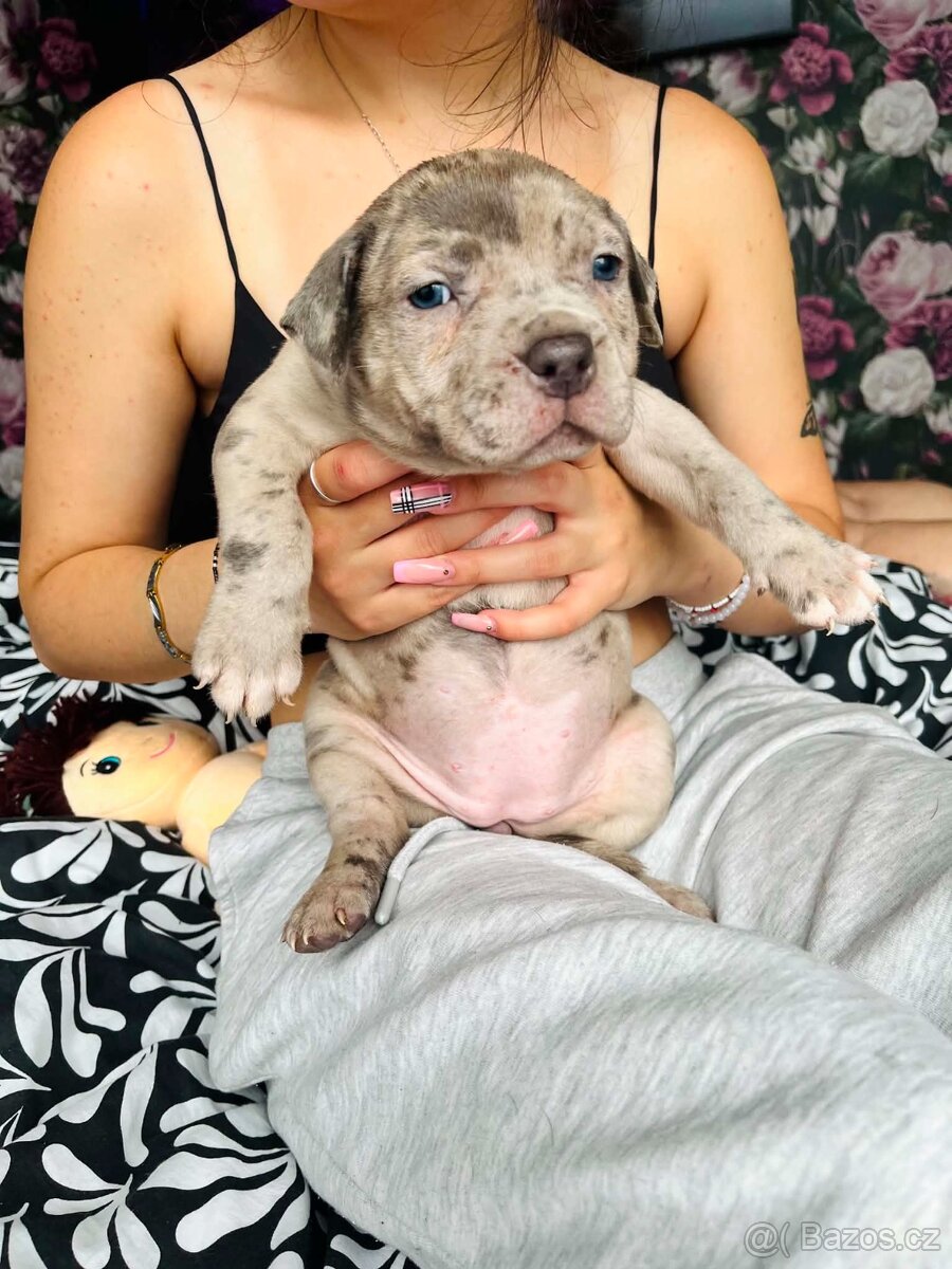 American Bully XL - 4