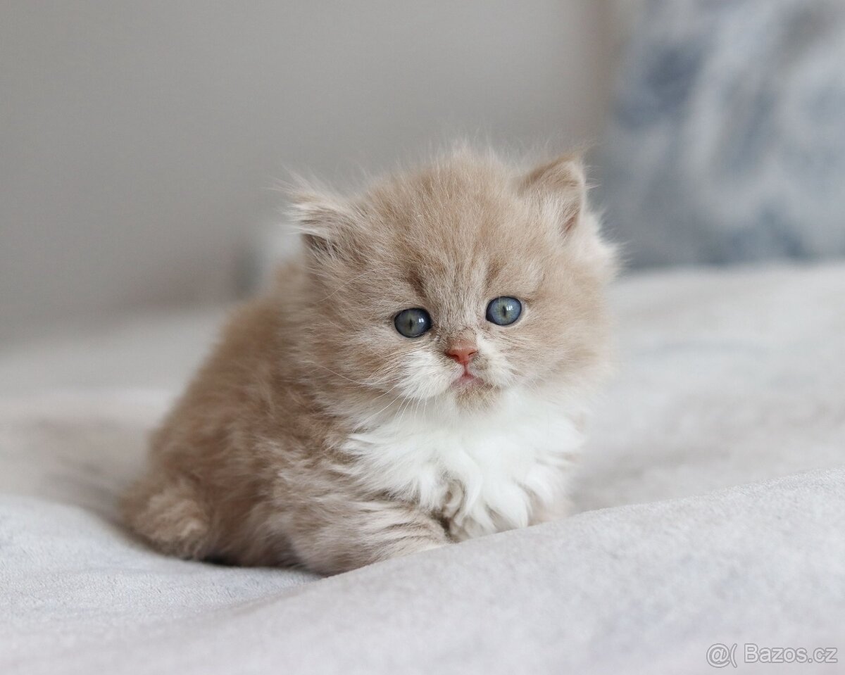 Britská koťátka s PP právě k odběru. - 4