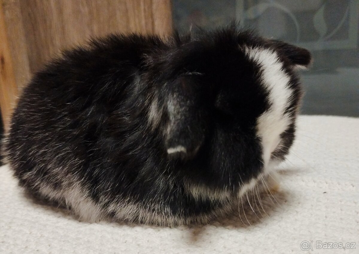 Zakrslý králíček - beránek minilop - 4