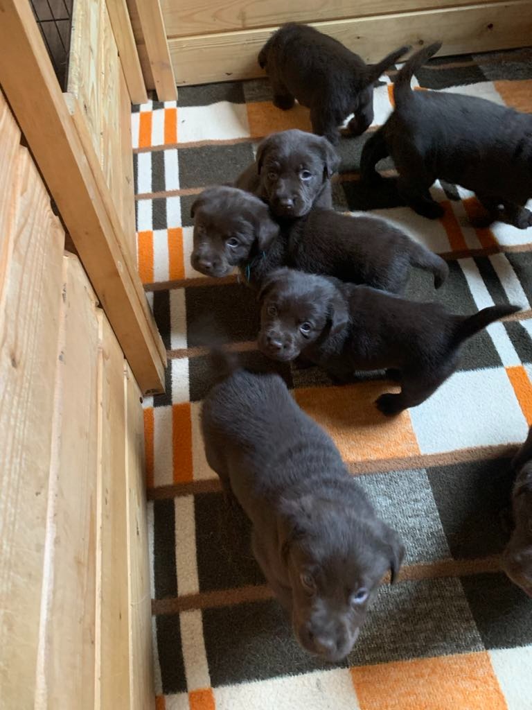 Labradorský retriever s PP - 4