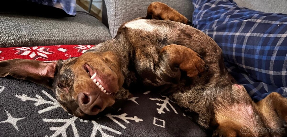 Jezečík ke krytí - 4