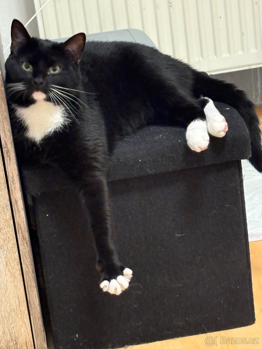 Ragdol pul cerna kocka - 4