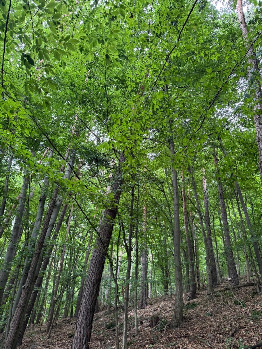 Prodám lesní pozemky v k.ú. Bohutín nad Moravou - 4