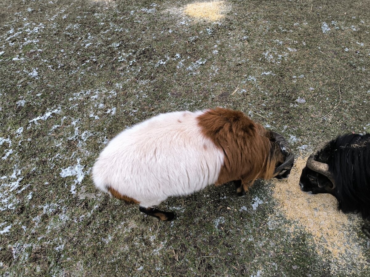 Kamerunský beránek - 4