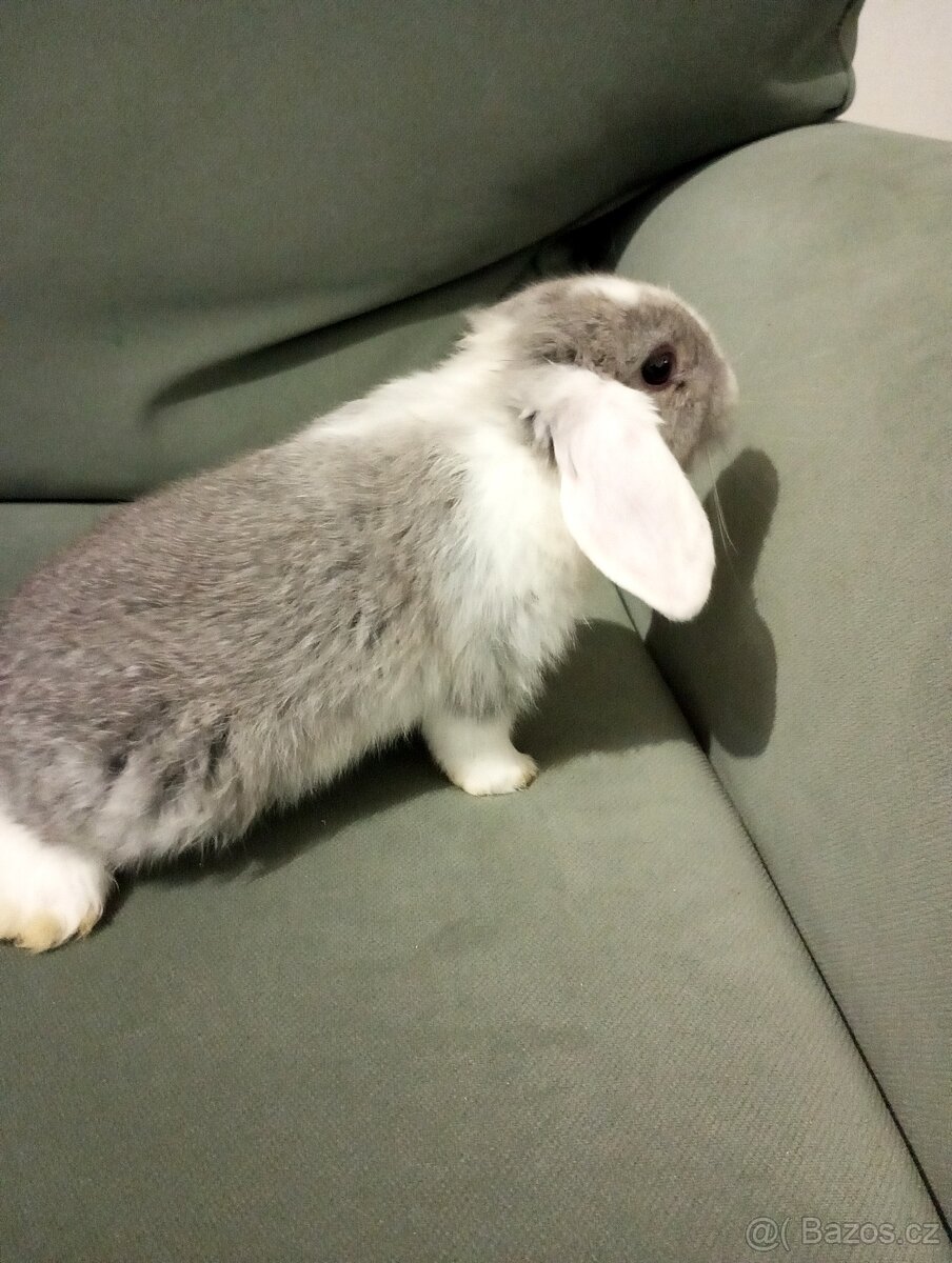 Zakrslý beránek králíček - 4