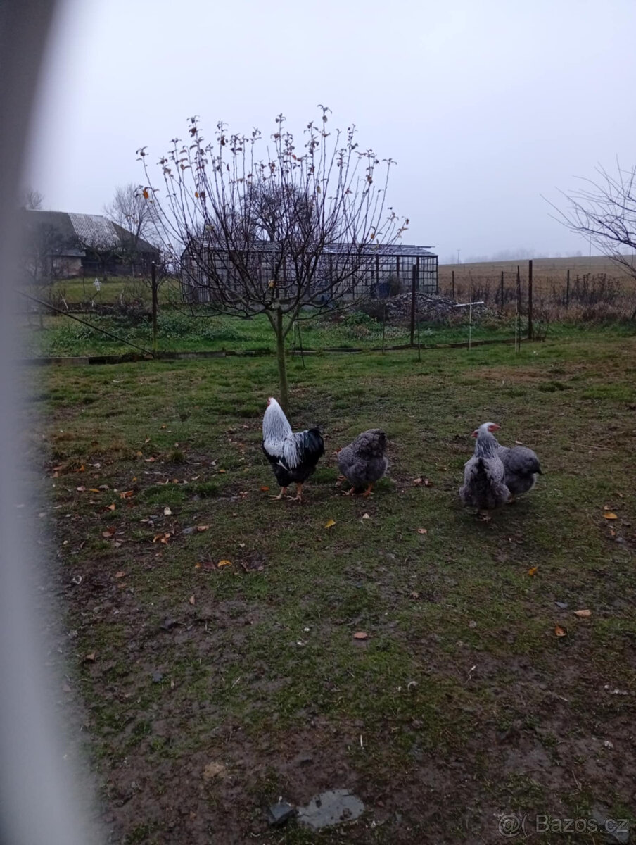 Wyandotky - 4