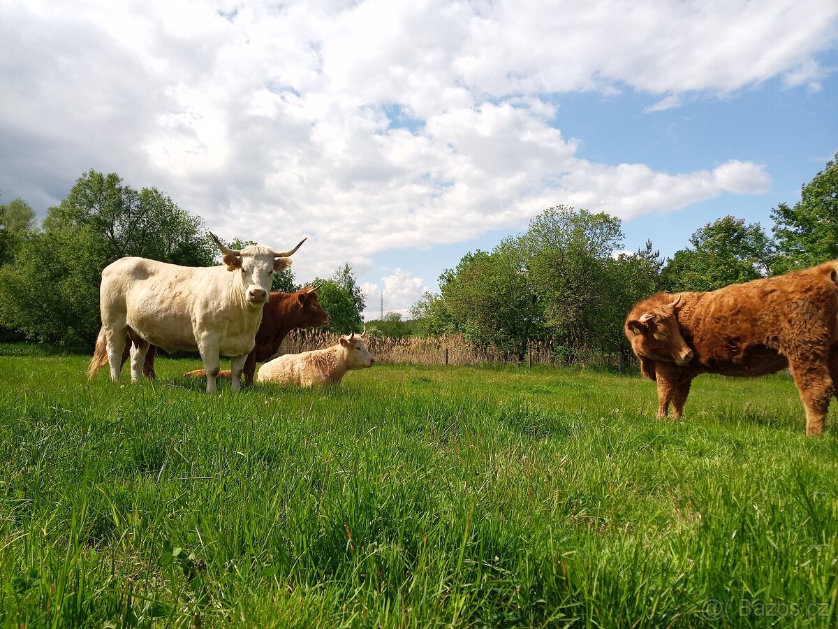 Zemědělská půda - 4