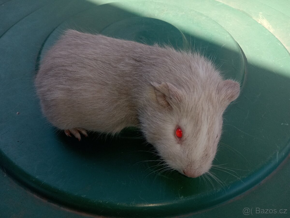 Morče morčata cuy mláďata - 4