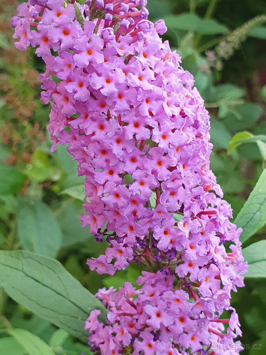 Motýlí keř 35cm - 4