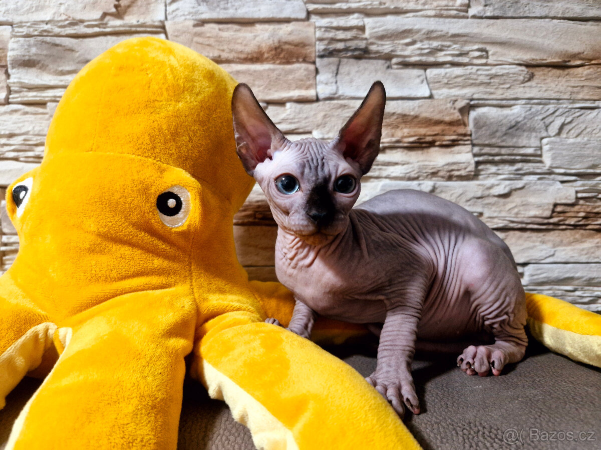Sphynx kocouři - 4