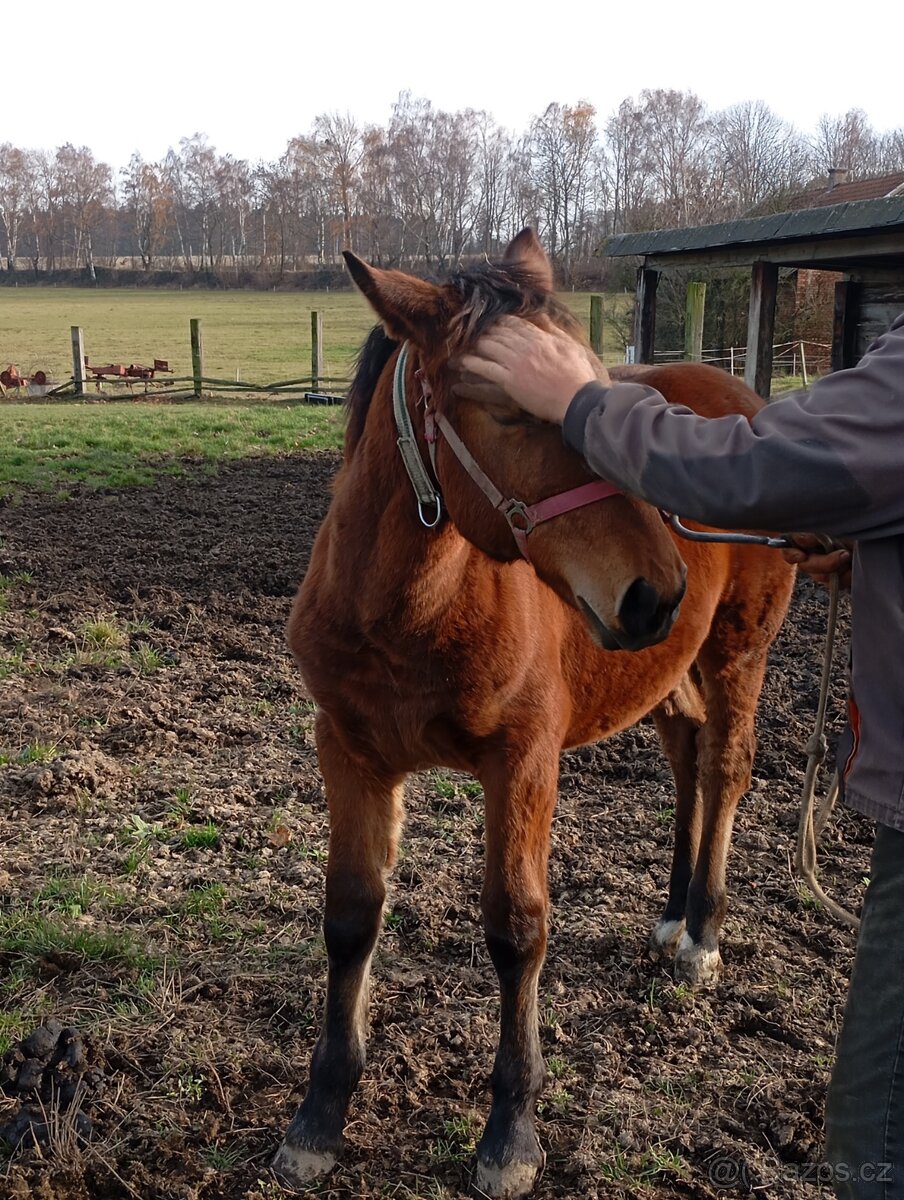 Slezký Norik SN. - 4