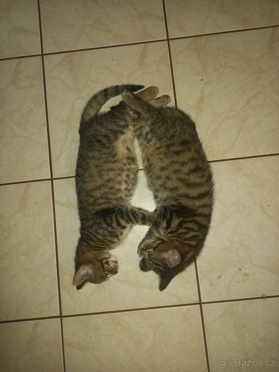 Koťátka Britské modré kočky - 4