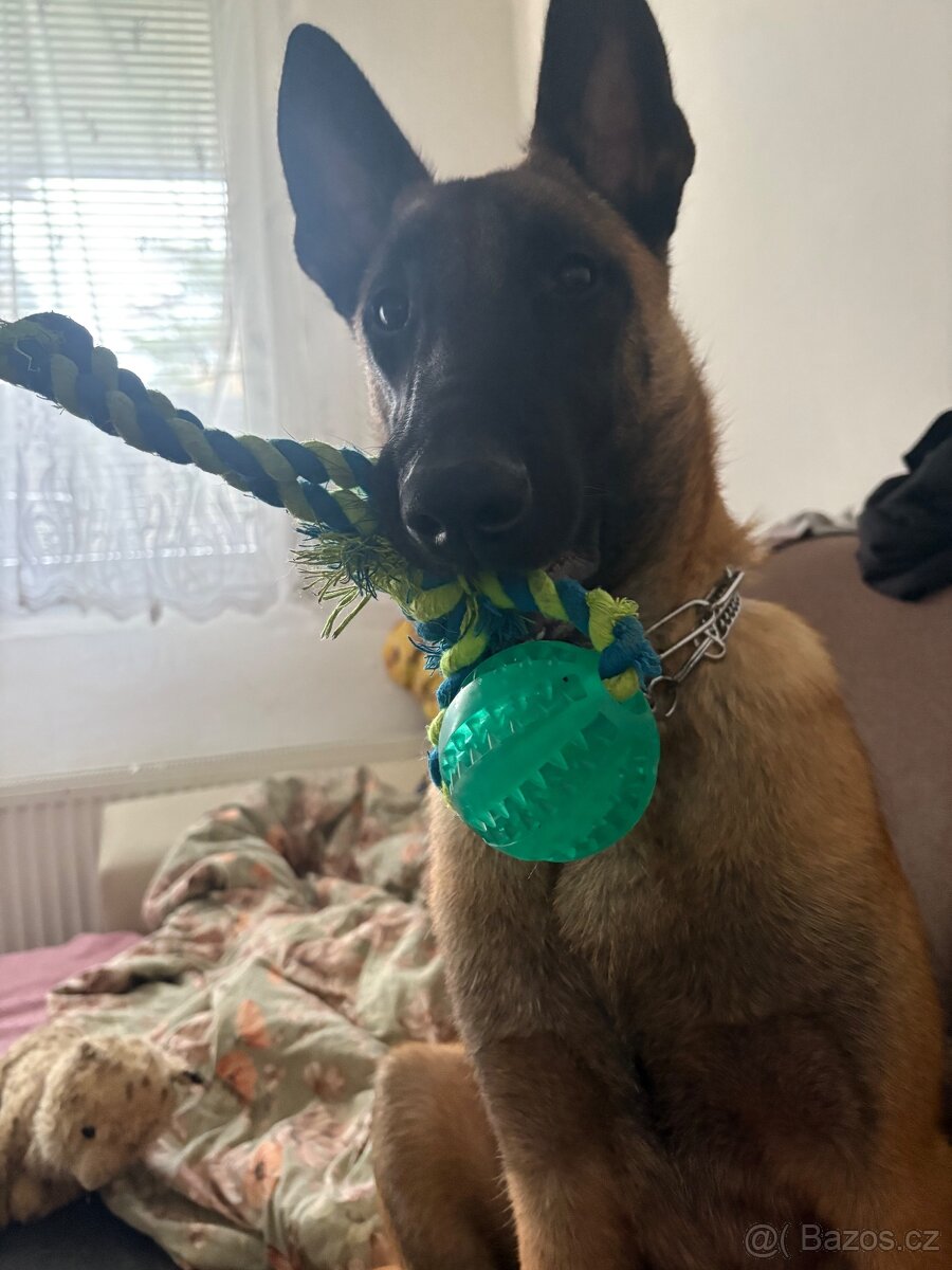 Belgický ovčák malinois s PP - 4