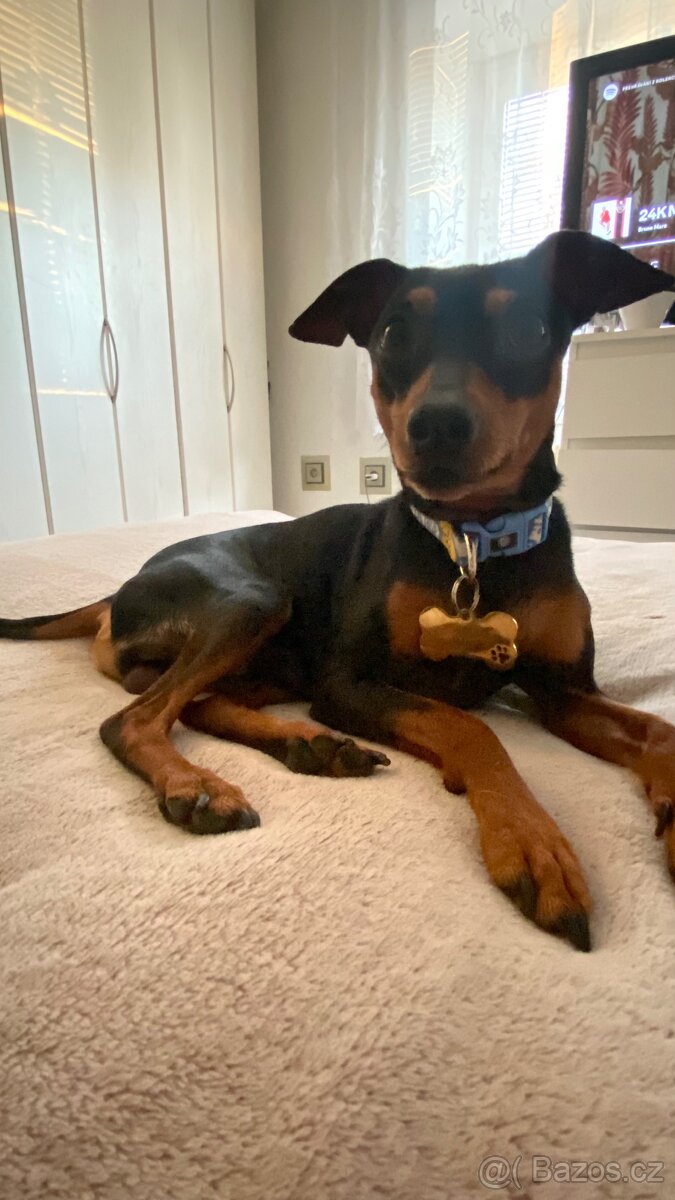 Krytí – Trpasličí pinč (pes ke krytí) - 4