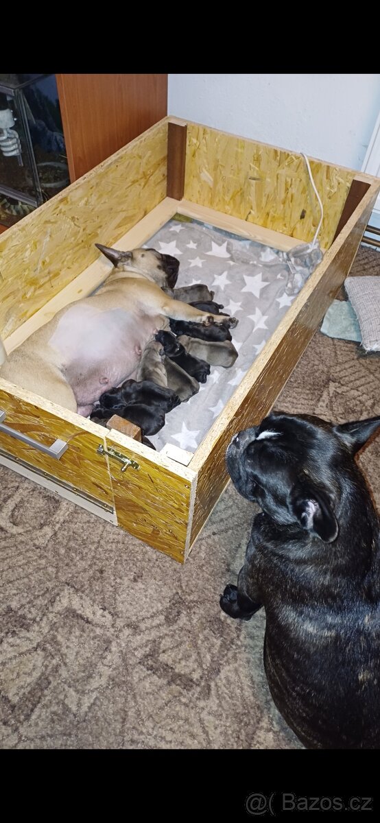 Francouzsky buldocek kryti - 4