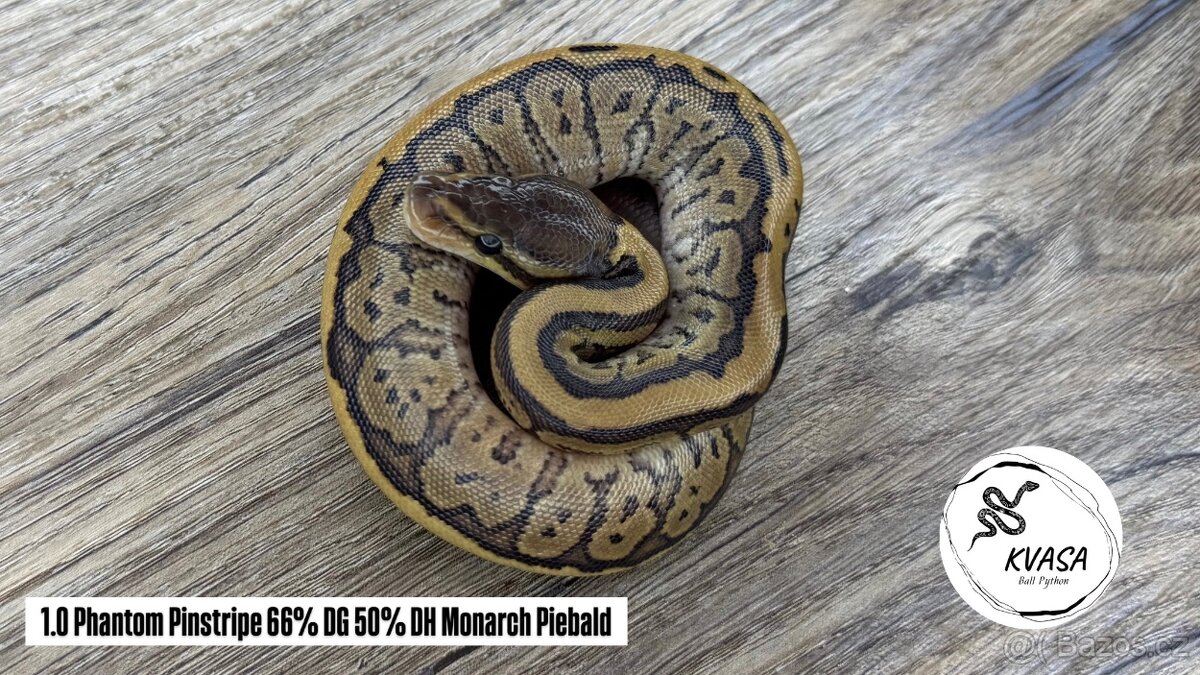 Krajta královská 🐍 - 4